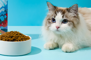 猫粮.png